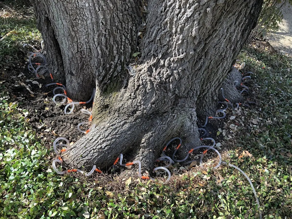 Detailed Tree Cabling and Bracing job site in Londonderry