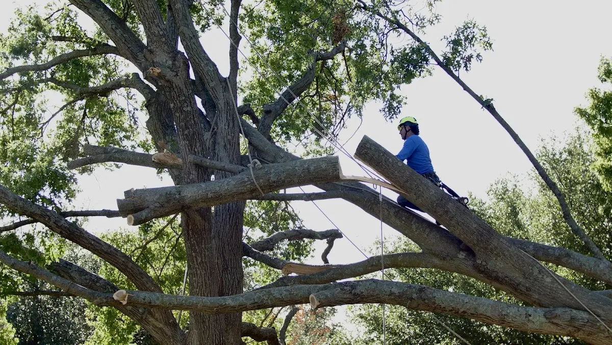 Professional Hazardous Tree Removal performed by certified arborists in Londonderry