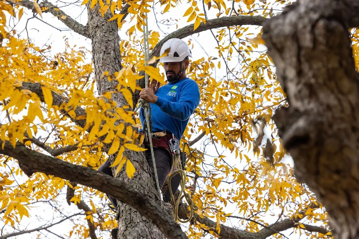 Skilled Tree Pruning crew working in Londonderry