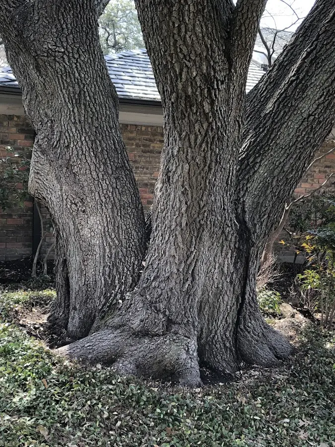Mature heritage tree close to a Londonderry property cared for by certified arborists
