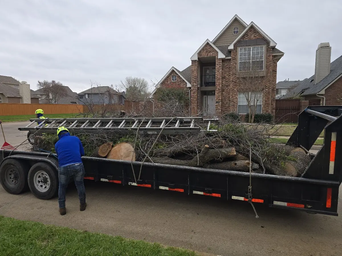 Expert Tree Pest Control with proper safety equipment in Londonderry